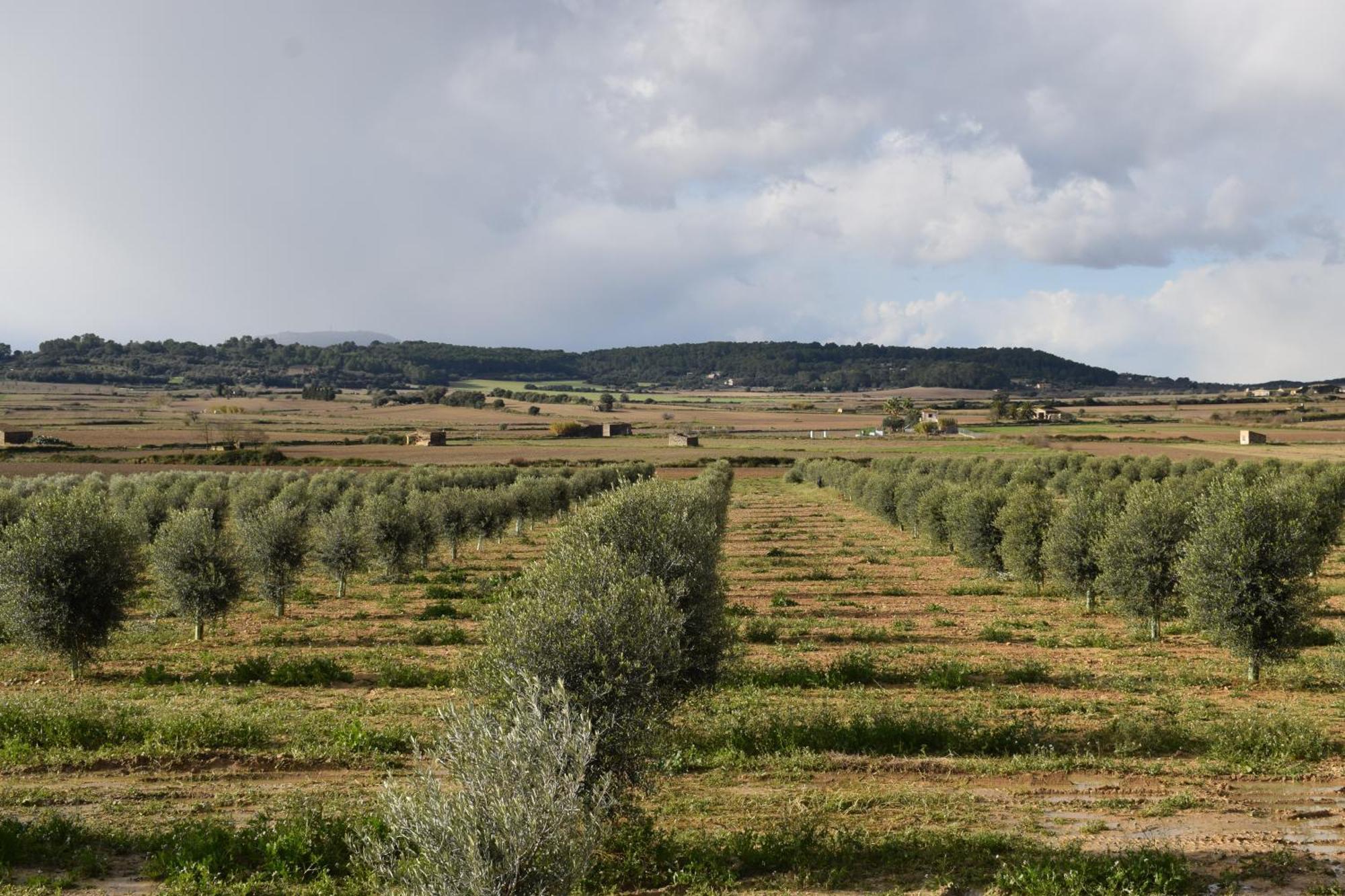 Agroturisme Gossalba Sant Joan Δωμάτιο φωτογραφία